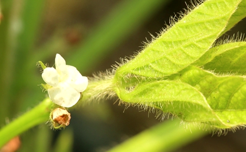 作物缺鋅的癥狀？